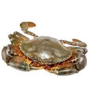 Yangcheng Lake Hairy Crab